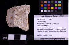 Foto (Objekt + Etiketten) von Galatheites sp. (NHMW-GEO-1990-0041-0470)